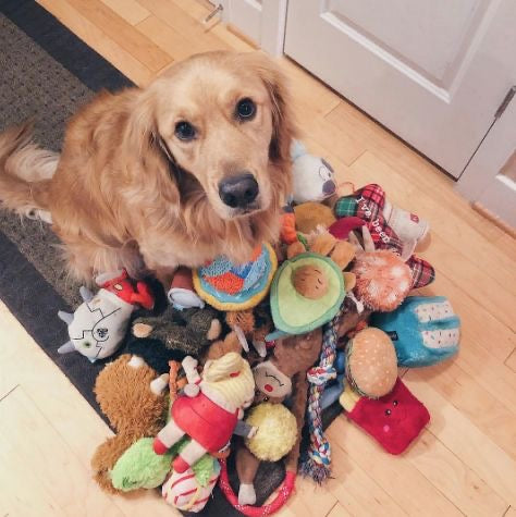 Loved by Pets Everywhere