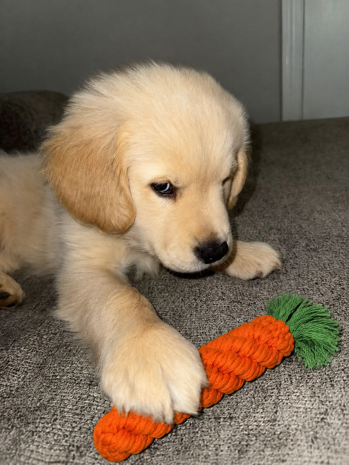 Loved by Pet Owners