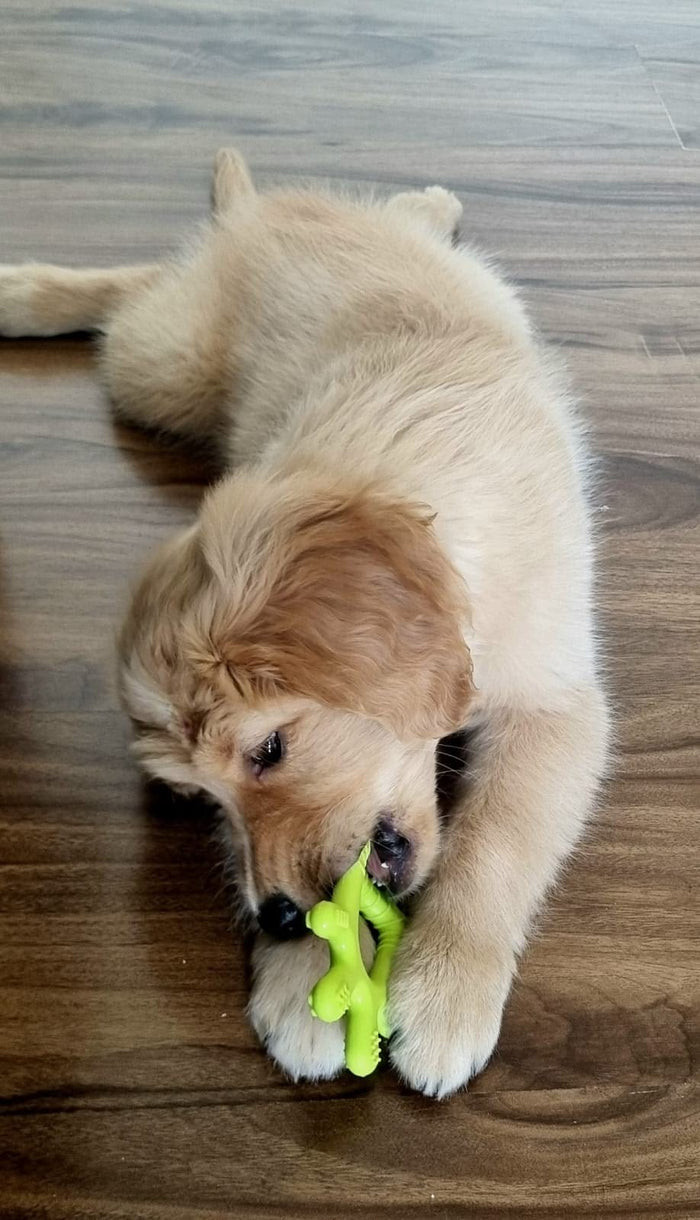 Loved by Pets Everywhere