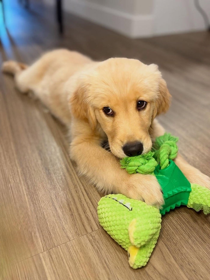 Loved by Pets Everywhere